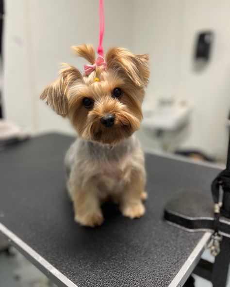 Yorkie Haircut, Yorkie Hair, Yorkie Hairstyles, Yorkie Haircuts, Dog Stuff, Top Knot, Dog Grooming, Dog Person, Yorkie