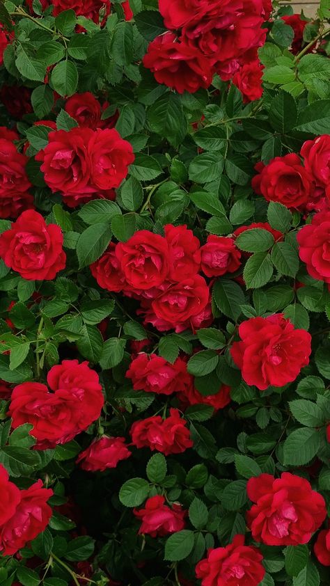 Rose Garden Ideas For Flowers Nature Aesthetic Pictures, Rose Garden Ideas, Poppy Flower Garden, Red Roses Garden, Colorful Floral Art, Patio Flowers, Very Beautiful Flowers, Moss Rose, Rose Flower Wallpaper