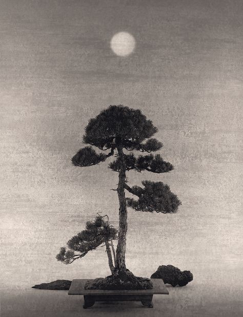 Yamamoto Masao, Japanese Countryside, Japanese Nature, Japanese Photography, Minimal Photography, Gelatin Silver Print, Black Backdrops, Bonsai Trees, Photography Gallery