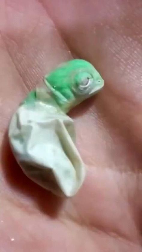 Rare Pets, Funny Pet Memes, Chameleon Changing Color, Funny Chameleon, Baby Lizard, Pet Chameleon, Cute Chameleon, Baby Chameleon, Cute Lizard