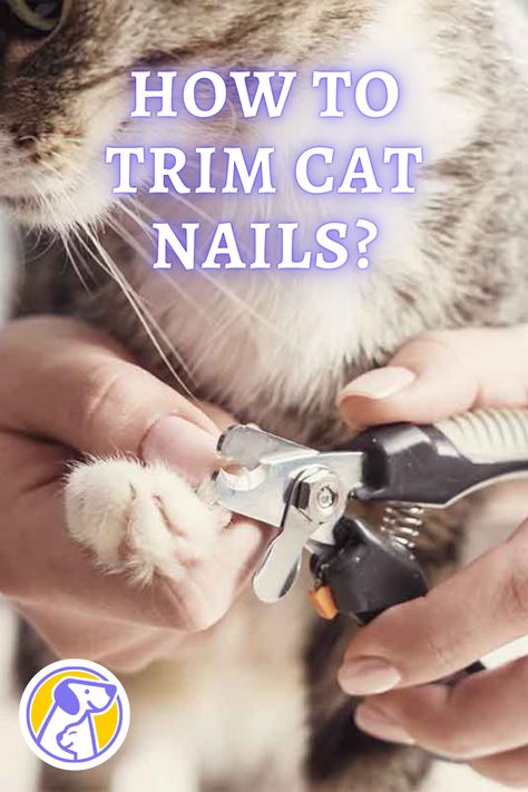 Is it necessary to trim a cat’s claws? How do you trim a cat’s nails when they don’t like it? Where is the quick on a cat’s nail? When should I not cut a cat’s nails? Cut Cat Nails, Kitten Nails, Clipping Cat Nails, Clipping Dog Nails, Cats Nails, Nail Cat, Trim Cat Nails, Cats Claw, Cat Groomer