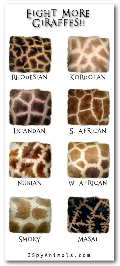 "And You Thought There Was Only ONE!" -- From "I Spy Animals" -- Eight giraffe species, in addition to the Reticulated giraffe, the one that's most familiar to us (click through to see that one). Giraffe Art, Giraffe Pattern, The Giraffe, Baby Giraffe, Favorite Animal, African Animals, I Spy, Zoology, Giraffes