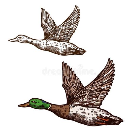 Duck Hunting Logo, Duck Icon, Sketch Realistic, Duck Tattoos, Hunting Tattoos, Duck Illustration, Duck Pictures, Duck Drawing, Sketch Icon