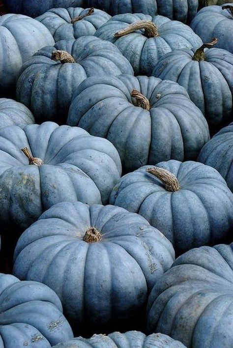 Jarrahdale Pumpkin, Como Plantar Pitaya, Pumkin Decoration, Blue Pumpkin, Blue Pumpkins, George Weasley, Fabulous Fall, Pumpkin Seeds, Fall Harvest