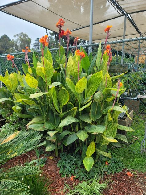 Tropical Planter, Canna Lilies, Flirtini, Bulbous Plants, Canna Lily, Indian Flowers, Backyard Remodel, Tropical Garden, Garden Ideas