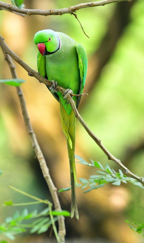 Green Parrot Bird, Baby Animal Painting, Parrot Wallpaper, Australian Parrots, Green Parrot, Brown Tree, Sunflower Pictures, Photo To Cartoon, Green Bird