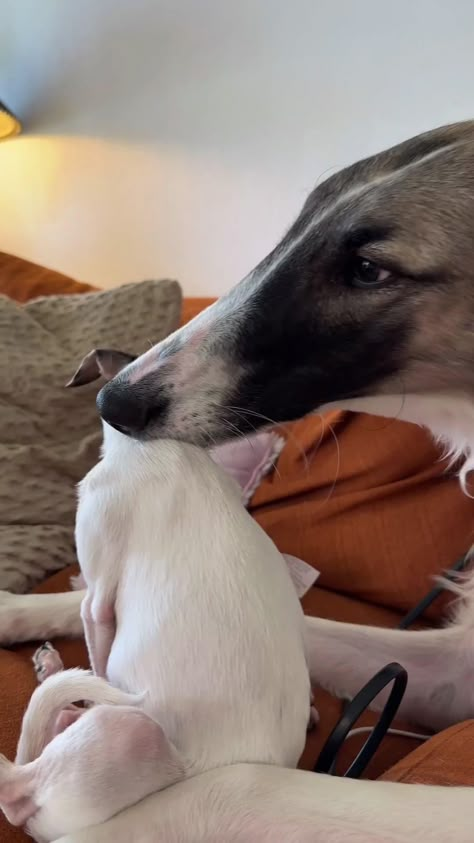 Silly Animals, Cute Animal Videos, Dog Gifs, Sweet Animals, Little Animals, Whippet, Amazing Animals, Animal Videos, Cute And Funny