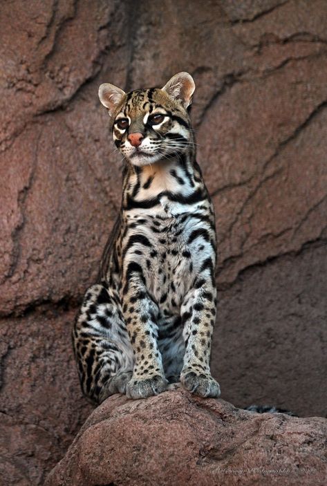 Ocelot Ocelot Photography, Ocelot Aesthetic, Ocelot Cat, Animal Infographic, Bob Cat, English Project, English Projects, Clouded Leopard, Animal References