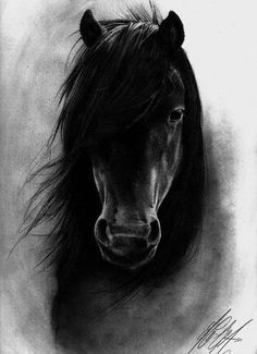 Horse _ coal drawing Realistic Animal Drawings, Horse Tattoo, Soyut Sanat Tabloları, Charcoal Art, Horse Drawing, Horse Drawings, Equine Art, Black Horse, Arte Animal