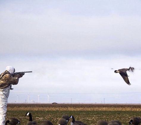 Goose Hunting, Bird Hunting, Duck Hunting, Hunting Fishing, Bald Eagle, Ducks, Hobbies, Hunting, Photography