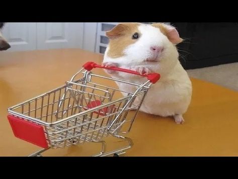 Pigs Videos, Guinea Pig Videos, Funny Guinea Pigs, Pig Videos, Grumpy Dog, Pig Gif, Watch Funny Videos, Baby Guinea Pigs, Pet Guinea Pigs