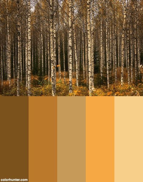 Birch Forest Color Scheme Forest Color Scheme, Forest Color Palette, Harmonious Colours, Tree Colour, Trees Watercolor, Colour Swatches, Landscape Forest, Birch Forest, Forest Color