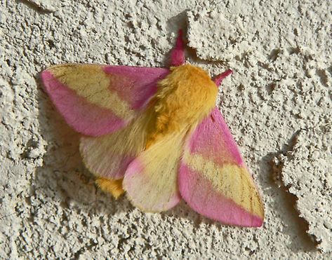 Fuzzy Moth, Lily + Core + Aesthetic, Poodle Moth, Maple Moth, Pink Moth, Rosy Maple Moth, Moth Species, Cute Moth, Moth Art