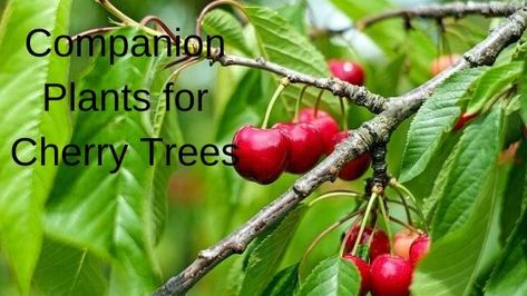 Growing Cherries, Sour Cherry Tree, Growing Cherry Trees, How To Grow Cherries, Kalanchoe Blossfeldiana, Old Farmers Almanac, Cherry Trees, Sour Cherry, Growing Fruit