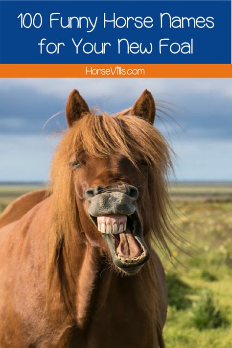 Quirky Girl Names, Funny Horse Names, Horse Behavior, Funny Horse Pictures, Talking Dog, Shetland Pony, Horse Names, Funny Names, Secret Life Of Pets