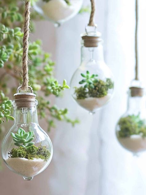 Budget Gardening: Repurposed Light Bulbs for Succulent Planters Drip Irrigation Diy, Funky Shapes, Grow Succulents, Succulent Collection, Floating Garden, Compost Tea, Succulent Planters, Growing Succulents, Succulent Care