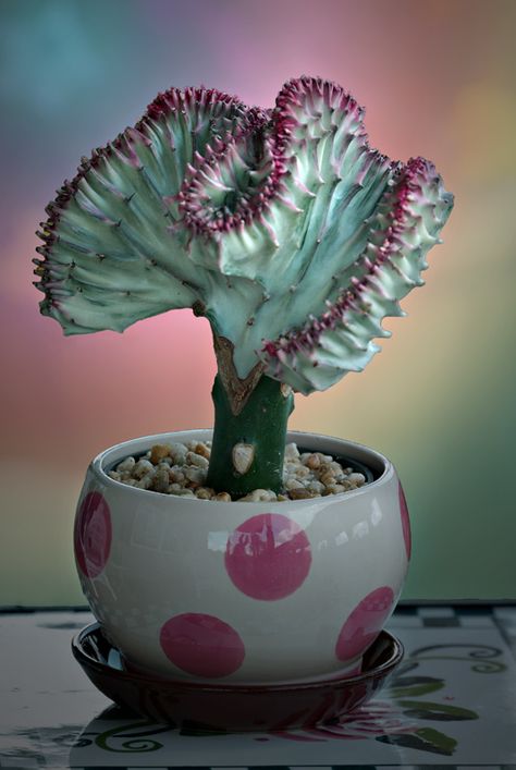 Grafted Cactus, Coral Cactus, Cactus Bloom, Weird Plants, Succulent Garden Diy, Small Cactus, Succulent Gardening, Garden Pottery, Unusual Plants