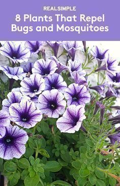 8 Plants That Repel Bugs and Mosquitoes | Grow these in your garden or plant them in a pot to keep the bugs away. Bug Repellent Planter Ideas, Bug Repellent Plants, Insect Repellent Plants, Plants That Repel Bugs, Mosquito Plants, Purple Petunias, Repellent Plants, Natural Repellent, Mosquito Repelling Plants