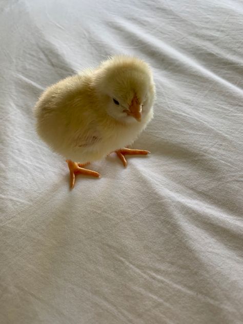 Baby chicken chick cute Silke Chicken, Baby Chicks Aesthetic, Chicken Animal Cute, Chick Aesthetic, Pollo Animal, Chicks Cute, Aesthetic Chicken, Chicken Animal, Cute Chicks