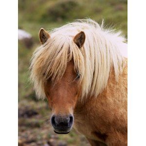 Shetland Islands Scotland, Horse Riding Clothes, Shetland Islands, Shetland Pony, Mini Horse, Majestic Horse, Horse Drawings, All The Pretty Horses, Horse Crazy