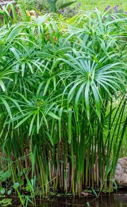 Umbrella Palm: The Plant That Keeps on Giving - Aquascape, Inc. Umbrella Palm Plant, Tropical Landscape Plants, Plants That Grow In Water Outdoors, Tall Tropical Plants Outdoor, Tall Plants Outdoor, Palm Plants Outdoor, Hawaii Landscaping, Tropical Plants Outdoor Full Sun, Bedroom Plant Ideas