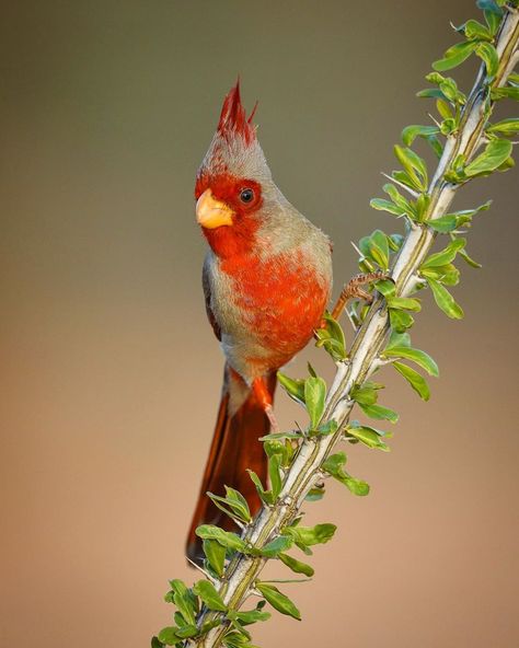 john l crawley  -  BIRDS on Instagram: “A male Pyrrhuloxia, perches on an Ocotillo branch in Southern Arizona. Pyrrhuloxia are in the same family as cardinals, grosbeaks, and…” Arizona Birds, Southern Arizona, Map Art, Cardinals, Instagram A, Arizona, Birds, Animals, On Instagram