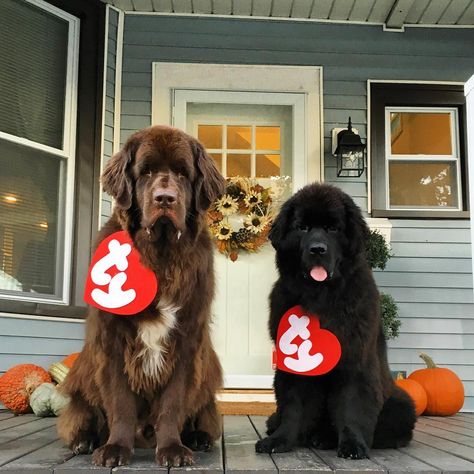 12 Newfies That Are Going To Get All Your Treats On Halloween - mybrownnewfies.com Dog Halloween Costumes Big Dogs, Newfoundland Halloween Costumes, Newfoundland Dog Costumes, Great Pyrenees Halloween Costume, Large Dog Costume Ideas, Big Dog Costumes Halloween, Halloween For Dogs, 2 Dog Halloween Costumes, Costumes For Big Dogs