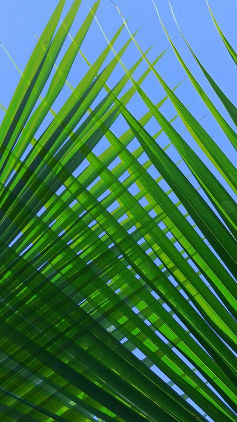 Green colored Coconut tree leaf crossed edited using snapseed Coconut Tree Leaves, Green Coconut, Coconut Leaves, Coconut Trees, Coconut Tree, Tree Leaves, Picture Search, Plant Leaves, Beautiful Places