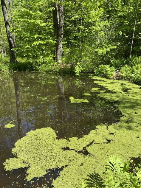 Cottagecore Pond, Pond Algae, Creative Writing Inspiration, Green Pond, Sea Plants, Sepia Photography, Aesthetic Cottagecore, Green Algae, Water Dragon