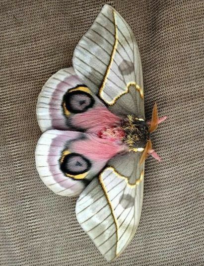 Pretty Moths Real, Fuzzy Moth, Moth Photography, Pretty Moths, Colorful Moths, Cute Moth, Moth Art, Moth Tattoo, Moths And Butterflies