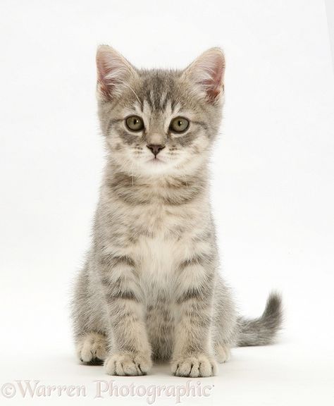 Grey tabby kitten sitting ... this looks like it could have been my cat when she was little, but I never got to see her as a kitten. American Shorthair Kitten, Cat Having Kittens, Grey Tabby Kittens, Kitten Sitting, Grey Tabby, Cat Anatomy, Doberman Pinscher Dog, Grey Kitten, Tabby Kitten