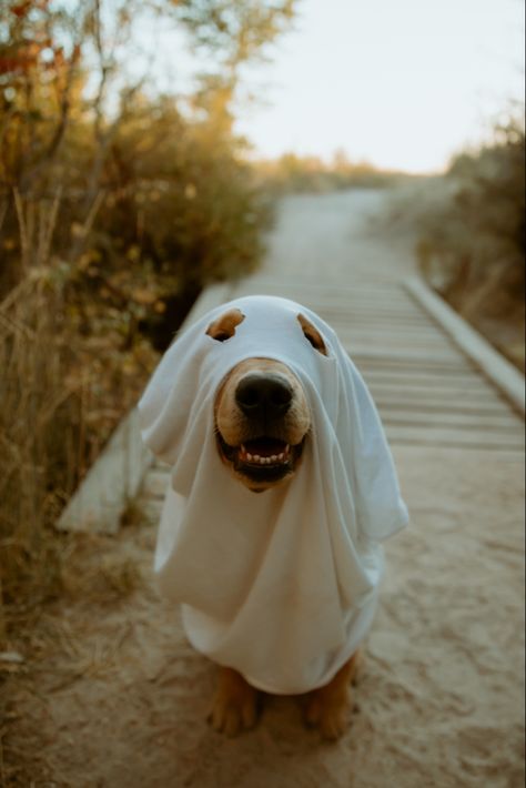 Halloween Dog Photoshoot With Owner, Pumpkin Dog Photoshoot, Ghost Trend With Dog, Dog Ghost Costume Photoshoot, Cute Ghost Photoshoot, Dog Pumpkin Photoshoot, Ghost Photoshoot With Dog, Fall Photo Aesthetic, Halloween Puppy Photoshoot