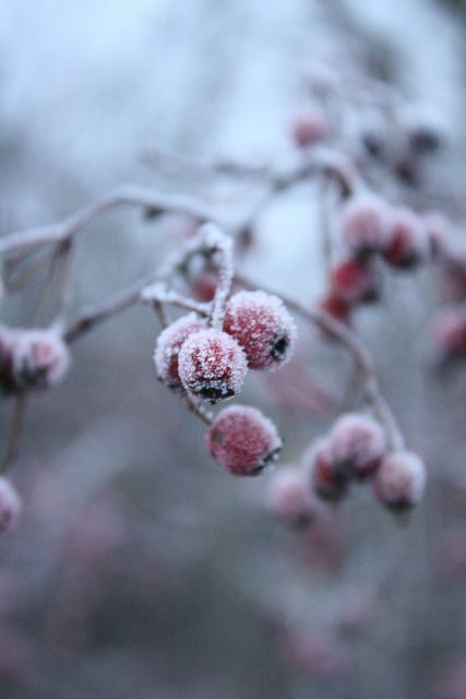 Frosty Berries by Andreariba, via Flickr Winter Faerie Aesthetic, Colour Feelings, Romanticizing Winter, Frosted Berries, Faerie Aesthetic, Slavic Mythology, Frosted Tree, Winter Owl, Magical Winter