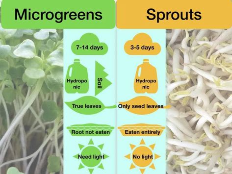 Is “microgreen” a fancy way of saying “sprout”? Microgreens and sprouts are both harvested in the early stage of growth — a few days after germination. And because of that, ... Microgreens Garden, Microgreens Recipe, Growing Sprouts, Broccoli Seeds, Homegrown Food, Growing Microgreens, Sprouting Seeds, Food Garden, Growing Food