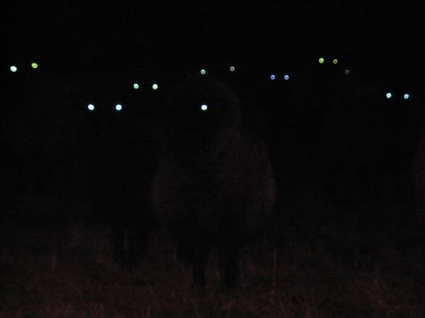 Sheep eyes in the dark Midnight Mass Vampire Eyes, Dark Sheep Aesthetic, Animal Eyes In The Dark, Eyes In The Dark Aesthetic, Monster In The Dark, Sheep Eyes, Eyes In The Dark, Creepy Photos, Night Vale