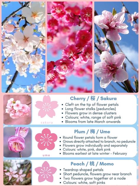 Hacks For Hair, Pretty Flower Names, Hacks For Girls, Happy April, Cherry Blossom Festival, Long Flowers, Flower Guide, Army Corps Of Engineers, Flower Meanings