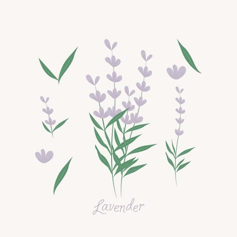 Lavender flowers elements Lavender Vector Illustration, Lavender Pattern Illustration, Lavender Digital Art, Lavender Illustration Design, Lavender Graphic Design, Lavender Cartoon, Lilac Illustration, Lavender Drawing, Lavender Graphic