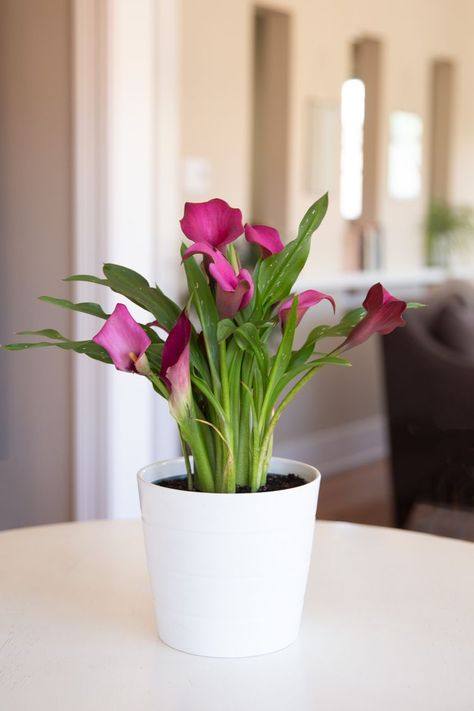 Growing and Care of Calla Lily Flowers Calla Lily In Pots, Calla Lily Care Indoors, Calla Lily Care, Calla Lily Plant, Canna Lilly, Lilly Plants, Calla Lily Bulbs, Lily Plant Care, Zantedeschia Aethiopica