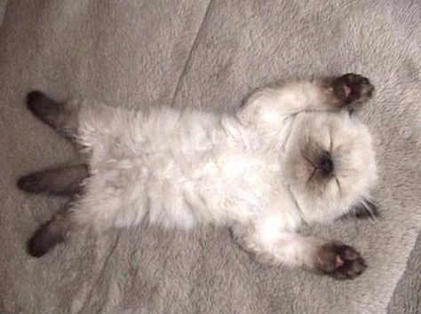 Siamese kitten lying on its back sleeping Sleeping Kitten, Slaap Lekker, Siamese Kittens, Puppy Care, Cat Sleeping, Ragdoll Cat, Funny Cute Cats, Cute Kittens, Siamese Cats