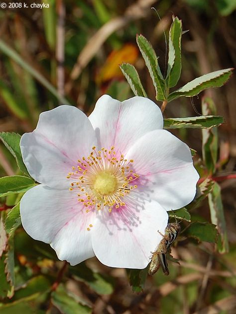 Prairie Rose Tattoo, Wild Prairie Rose, Hawthorne Flower, Prairie Rose, Morning Glory Flowers, Line Art Flowers, Most Popular Flowers, Plum Flowers, Gum Paste Flowers