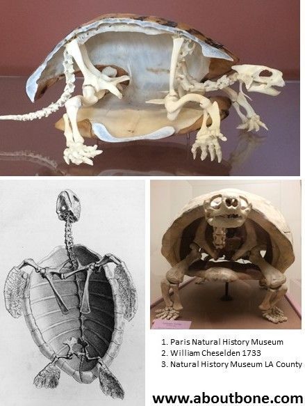 Tortoise Skeleton, Turtle Skeleton, Anatomy Jewelry, Skeleton Sculpture, Ocean Art Painting, Illustration Human, Animal Skeletons, Pet Turtle, Vulture Culture