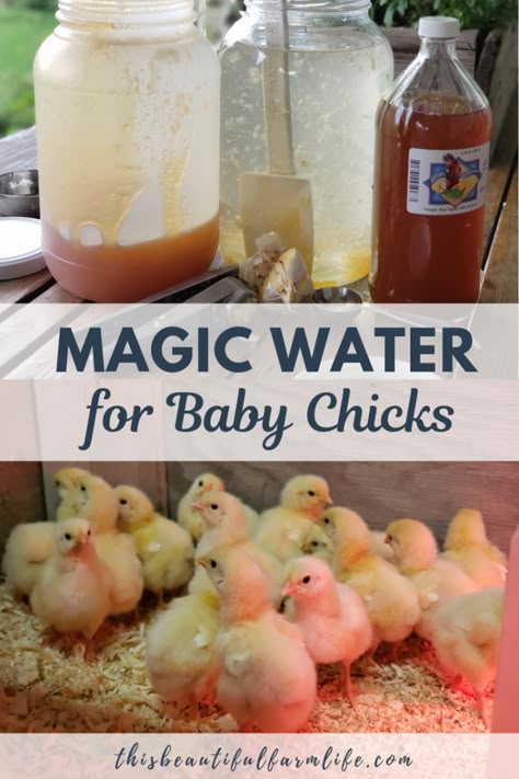 Chicken Brooder, Raising Chicks, Magic Water, Chicken Feeders, Chicken Tractor, Backyard Chicken Farming, Raising Backyard Chickens, Chicken Garden, Keeping Chickens