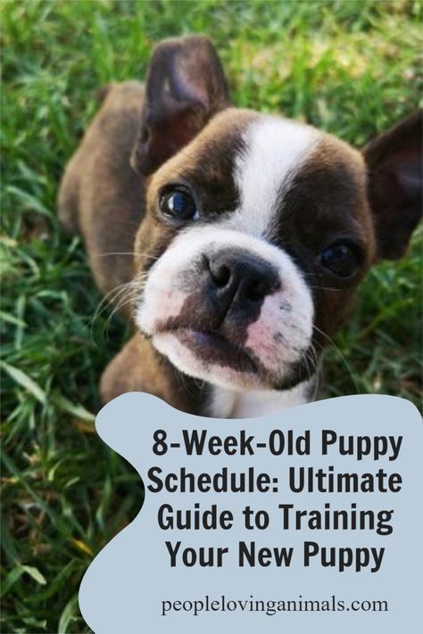 8 Week Old Puppy, Puppy Feeding Schedule, Puppy Schedule, Puppy Training Schedule, Puppy Obedience Training, Dog Mommy, Cutest Puppies, Potty Training Puppy, Super Cute Puppies