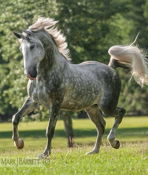 Four year old Lucitano Stallion. Dapple Horses Grey, Grey Dapple Horse, Dappled Gray Horse, Dapple Gray Horse, Dappled Horse, Dapple Horse, Dapple Grey Horses, Gray Horse, Lusitano Horse