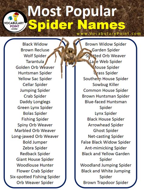 Spiders have been around for centuries, and throughout that time they have amassed an impressive array of names. While some of these names are common ... Read more The post 800+ Spider Names (Cute, Funny & Cool) appeared first on Vocabulary Point. Different Types Of Spiders, Spider Sona Name Ideas, Spider Sona Names, Spidersona Names, Spider Names, Spider Types, Black House Spider, Giant House Spider, Brazilian Wandering Spider