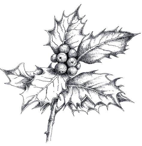 How to Paint and Draw Holly for Christmas Cards with Judith Milne Holly Branch, Xmas Drawing, Christmas Sketch, Winter Drawings, Draw And Paint, Christmas Drawing, Learn How To Draw, Christmas Illustration, Pen Art