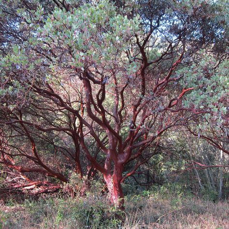 Low Growing Shrubs, Manzanita Tree, Winter Friends, California Native Plants, Animals And Plants, California Garden, Specimen Trees, Green Environment, Aspen Trees