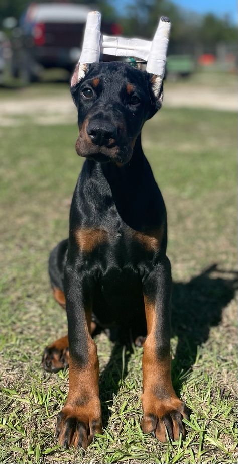 Baby Doberman, Personal Protection Dog, Doberman Puppies, Black Doberman, Origami Envelope, Doberman Puppy, Doberman Dogs, Dream Dog, Personal Protection