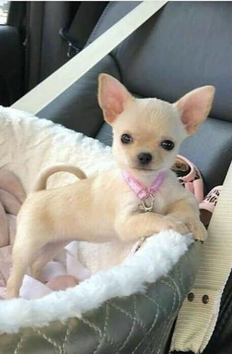 Psy Chihuahua, Teacup Chihuahua Puppies, Baby Chihuahua, Cute Chihuahuas, Slaap Lekker, Teacup Chihuahua, Cute Chihuahua, Chihuahua Love