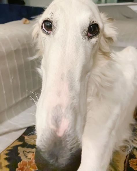 Internet Adores This Very Long Dog With Even Longer 12.2-Inch Snout (30 Pics) | Bored Panda Goofy Ahh Dog, Long Face Dog, Long Nose Dog, Sneep Snorp, Face Dog, Borzoi Dog, Long Dog, Long Nose, Funny Cats And Dogs